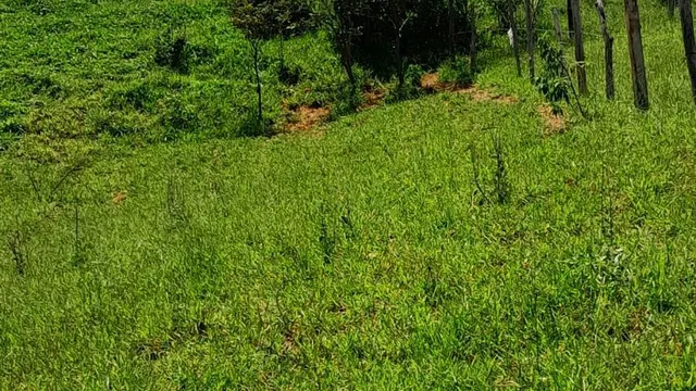 Conjunto de 4 lotes com cerca de 5.000 m² no total, Rebourgeon