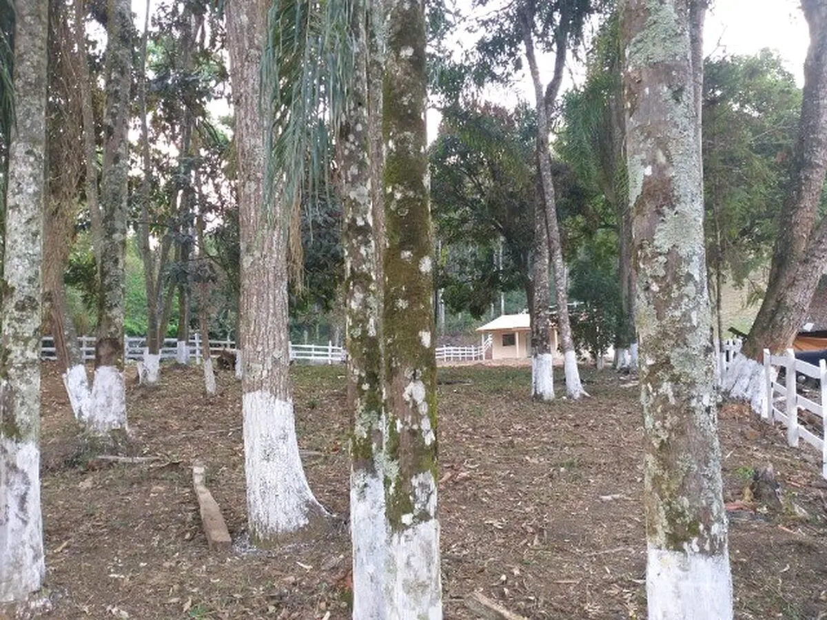 Foto 8 de Chácara de 2.000 m² com casa de 3 quartos e água de mina, São Pedro