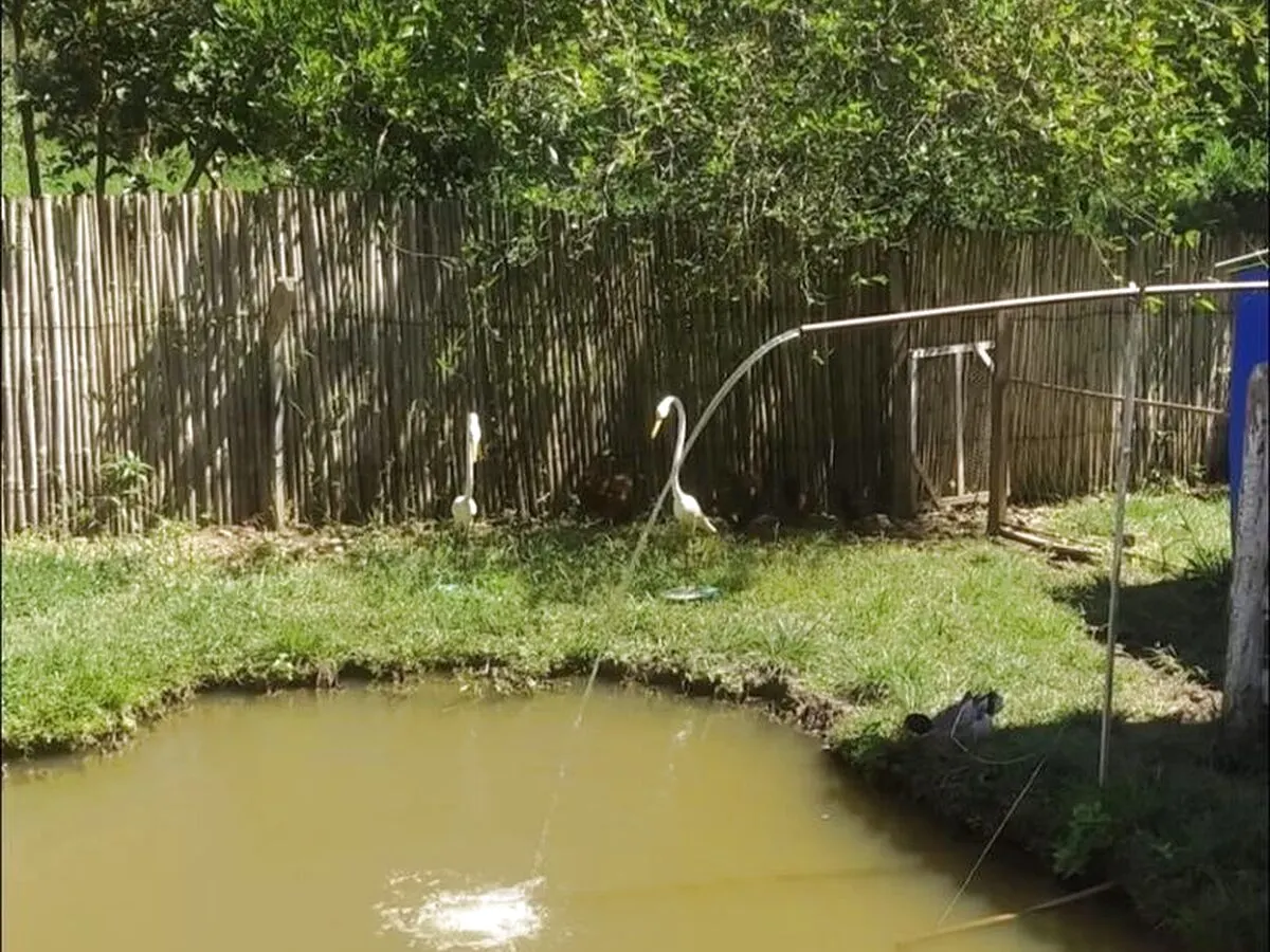 Foto 4 de Chácara de 2.000 m² com casa de 4 quartos, lago e piscina, Moquém
