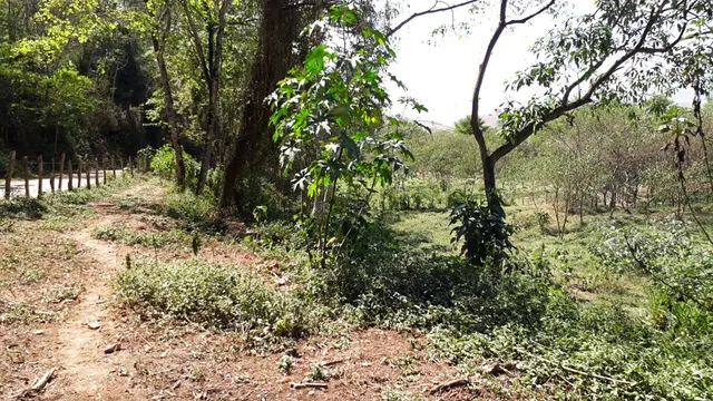 Foto 1 de Chácara de 800 m² sem construção, à beira da estrada, Pessegueiro