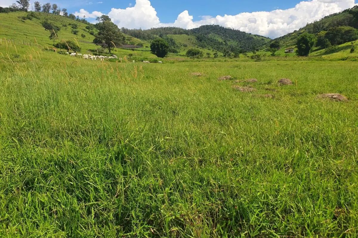 Foto 4 de Fazenda com pastagens e acesso rural