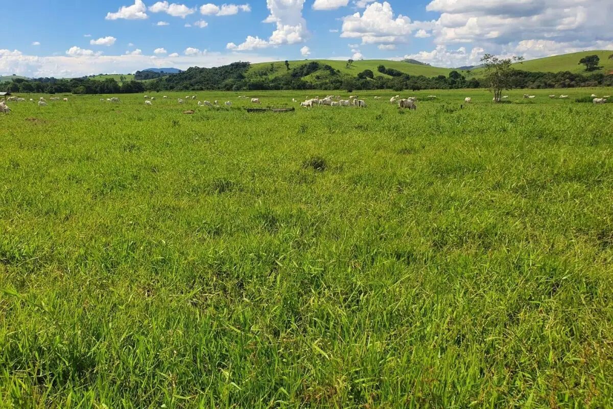 Foto 7 de Fazenda com pastagens e acesso rural