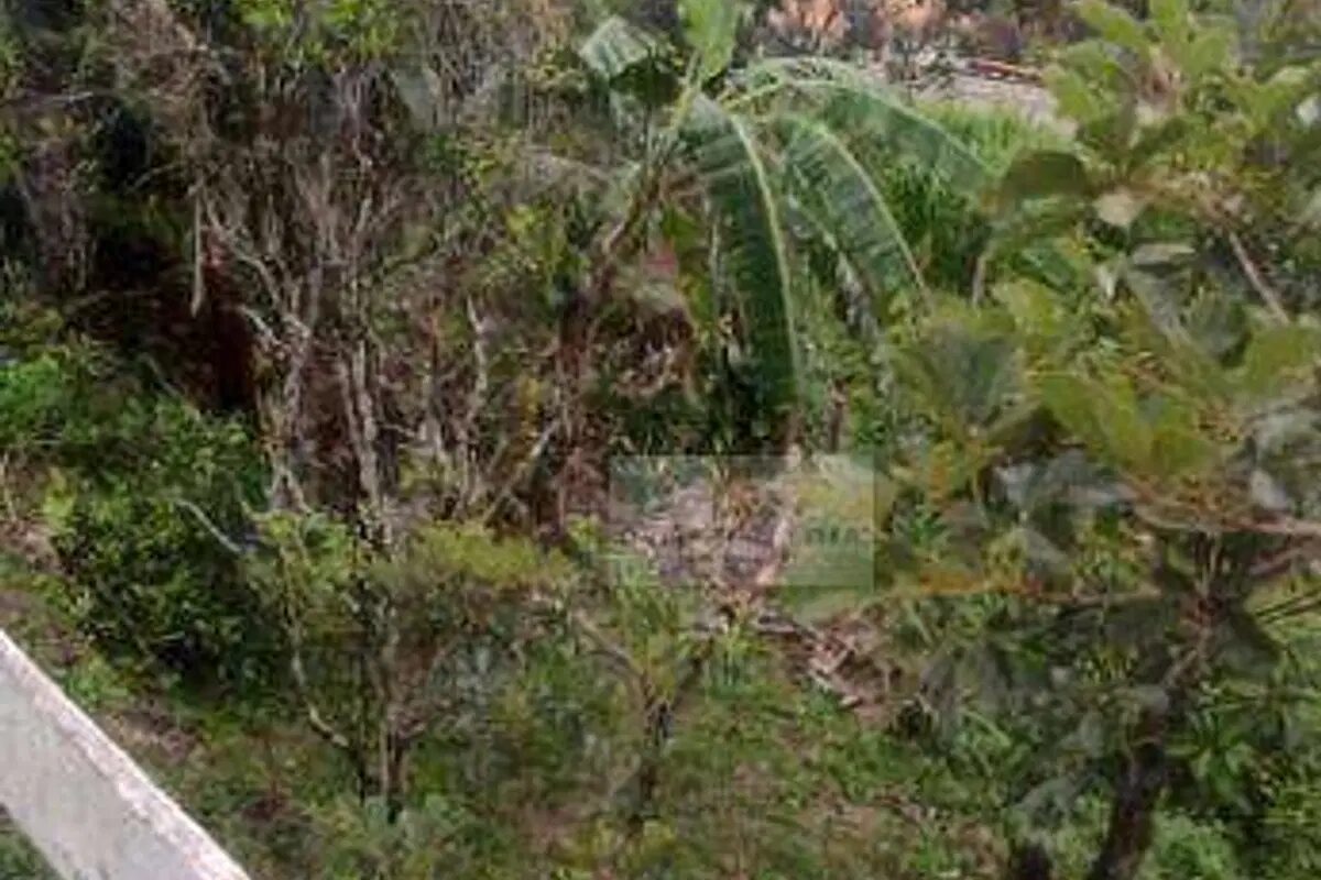 Foto 4 de Chácara com casa e córrego
