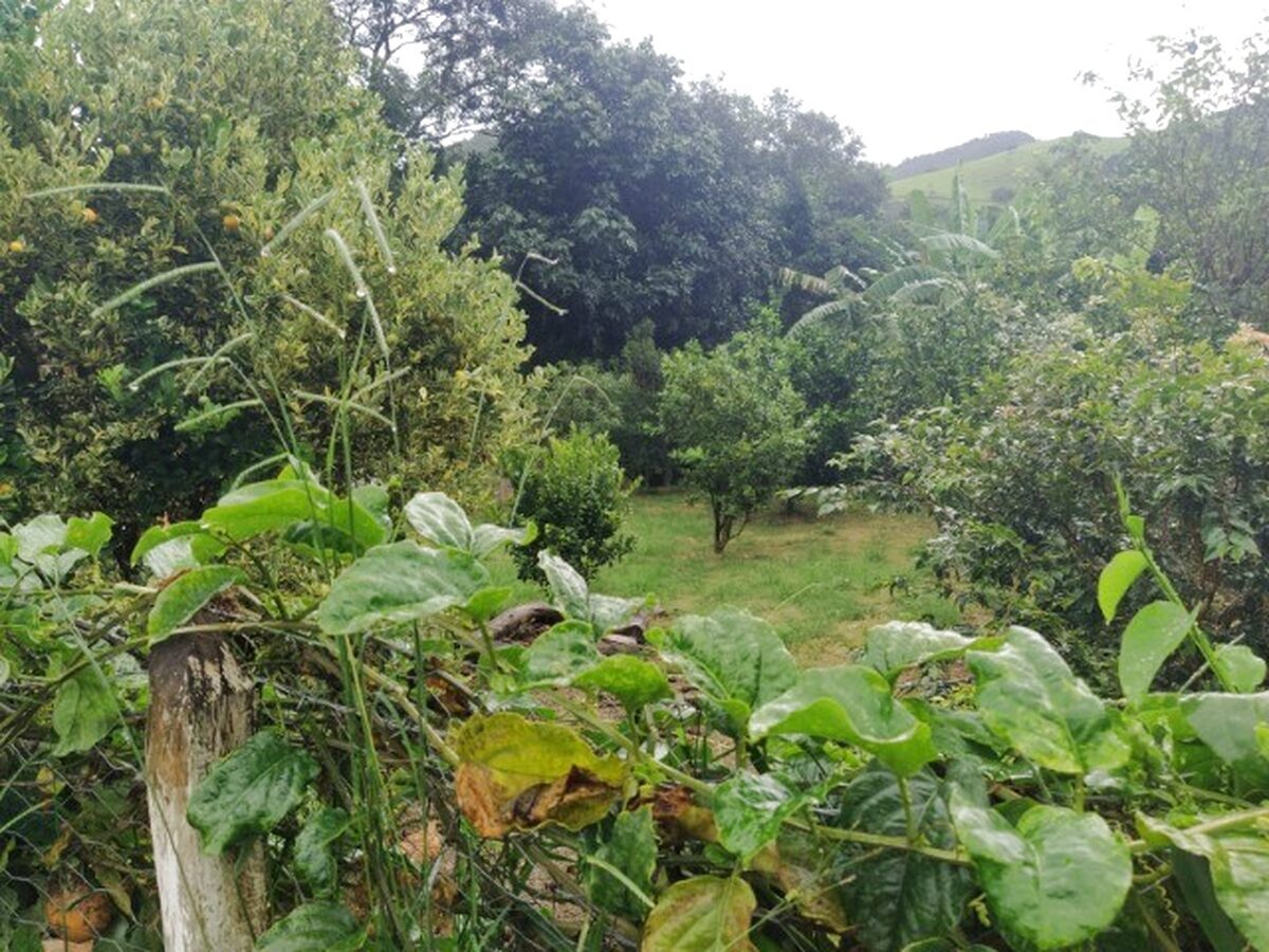 Foto 4 de Chácara de 6.480 m² em Santa Rosa