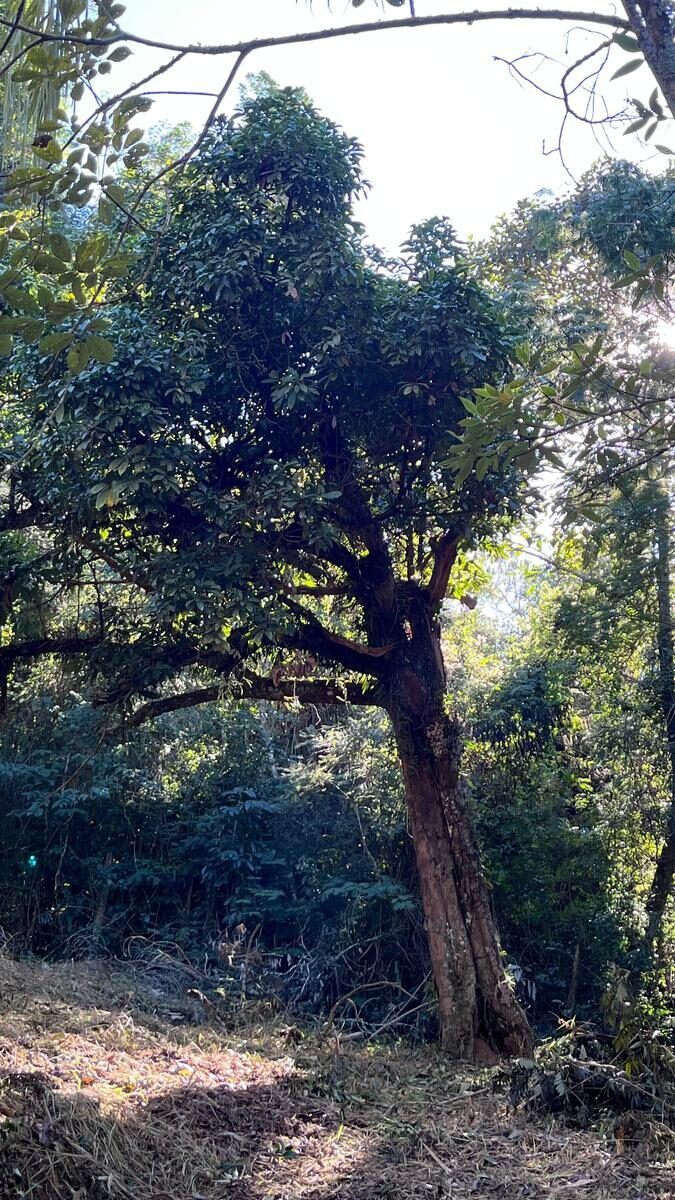 Foto 2 de Terreno arborizado de 5.000 m² no Rebourgeon