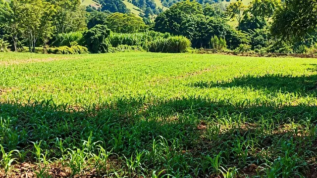 Foto 1 de Terreno de 25.000 m² na Avenida Marginal do Rio Sapucaí, Centro