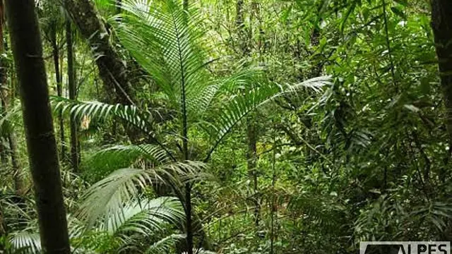 Foto 1 de Terreno de 3.500 m² com mata e água em abundância, Pedra Preta
