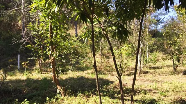 Foto 1 de Terreno urbano para prédio ou conjunto de casas, Morro Chic