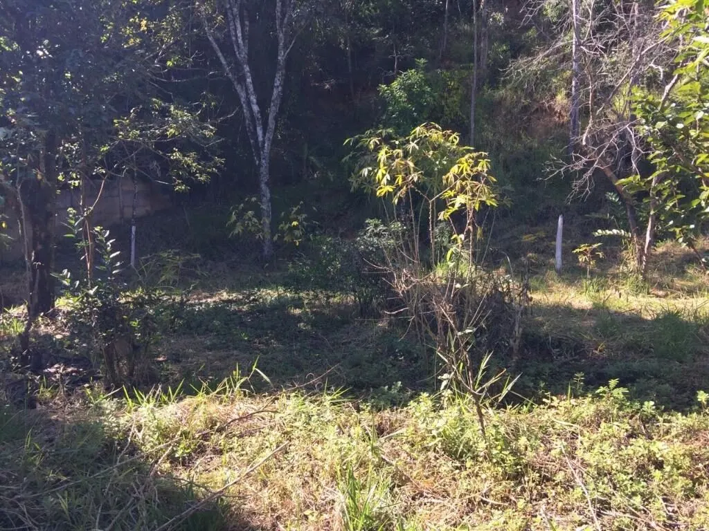 Foto 5 de Terreno urbano para prédio ou conjunto de casas, Morro Chic