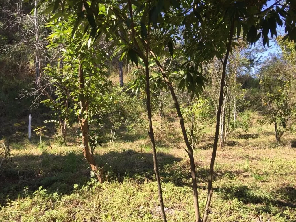Foto 2 de Terreno urbano para prédio ou conjunto de casas, Morro Chic